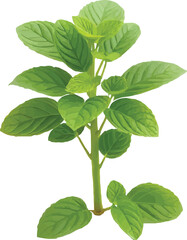 Pudina or Mint plant