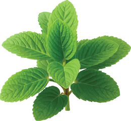 Pudina or Mint plant