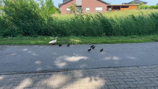 an albino duck runs with her little chicks across a street