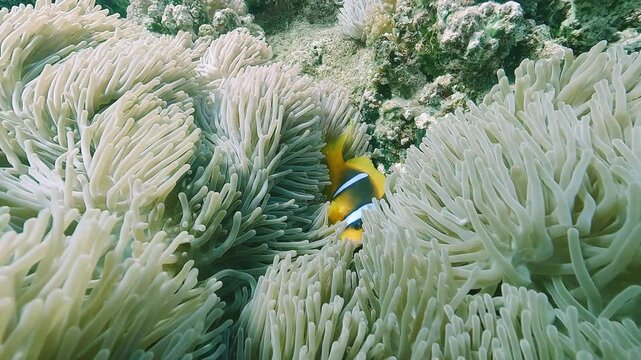 A clownfish (Amphiprion bicinctus) hovers above its host anemone in a shallow coral reef. Wide top view, daylight scene. Check my portfolio for more clownfish footage.