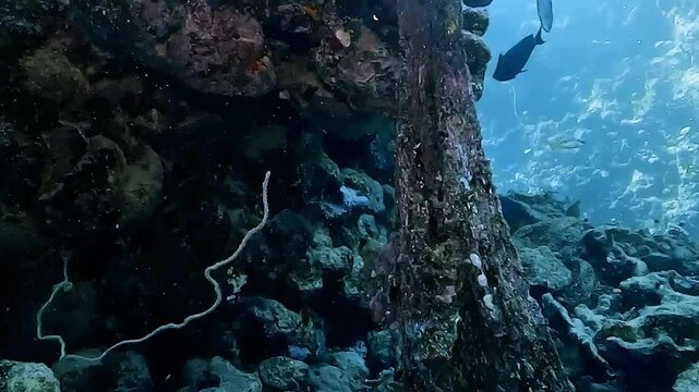 A vibrant coral pinnacle rises from the reef, covered with pink alcyonarians and surrounded by a swarm of red anthias (Pseudanthias squamipinnis). Check my portfolio for more coral reef footage.