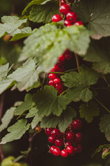 Close-up of red currant berries on a bush. Vertical background. Concept of summer berries harvest...