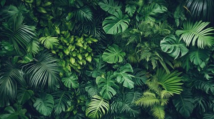 Fototapeta premium Lush green tropical foliage wall. A dense arrangement of various tropical plants, creating a vibrant backdrop