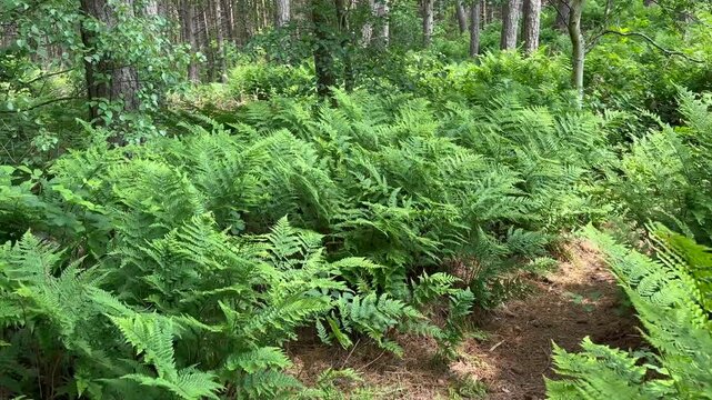 an island path through the dunes on the island of Schiermonnikoog