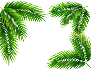 Naklejka premium Tropical Palm Leaves Arranged in a Corner Frame Composition, Isolated