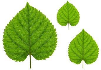 Fototapeta premium Green Heart Trio