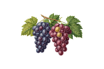 Botanical illustration of two grape clusters with green leaves showing purple and red wine grapes, isolated on a transparent background