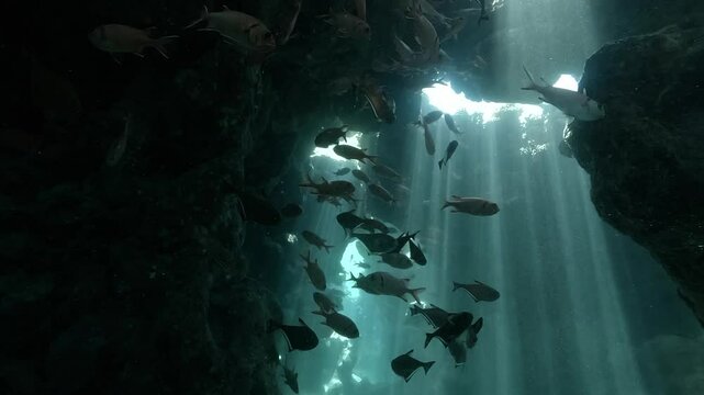 A dramatic underwater cave scene in the Red Sea, where rays of sunlight shine through cracks in the ceiling, revealing a school of fish moving through the beam-filled water. Check my portfolio for mor