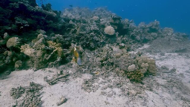 A titan triggerfish (Balistoides viridescens) prepares its nest by shifting pieces of coral using its powerful mouth. Check my portfolio for more triggerfish footage.