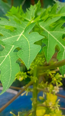 green leaf papaya plant 