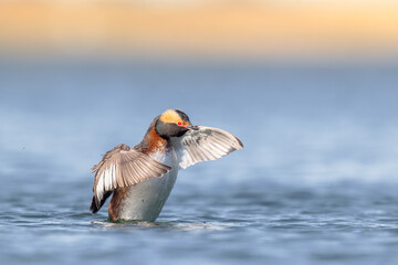 Horned grebe in the middle of a courtship   flapping its wings  in the lake against a blue and yellow background