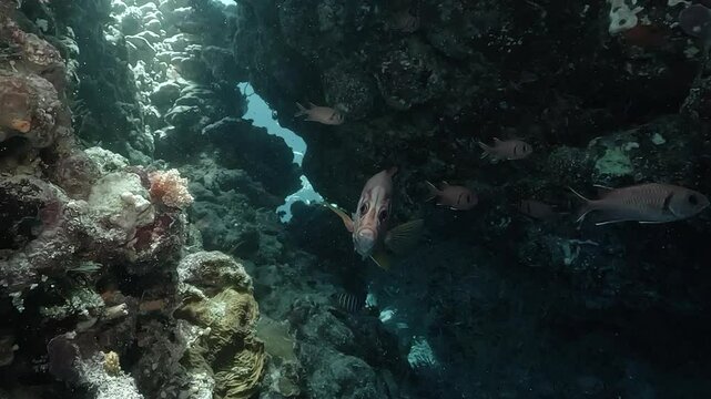 A soldierfish (Myripristis spp.) appears in close-up near a coral wall, surrounded by others in a shaded reef passage with bright blue light in the background. Check my portfolio for more soldierfish 