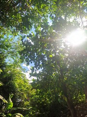 sun shining through the trees