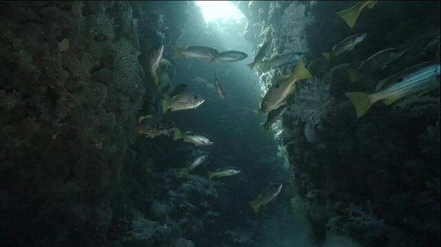 A group of snappers with yellow tails moves through a narrow coral canyon, heading toward a shaft of light. Atmospheric scene showing reef structure and natural schooling behavior.