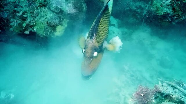 A titan triggerfish (Balistoides viridescens) prepares its nest by shifting coral pieces and filtering sand through its mouth, expelling it through its gills. Check my portfolio for more triggerfish f