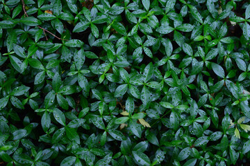 Fresh green leaves after rain