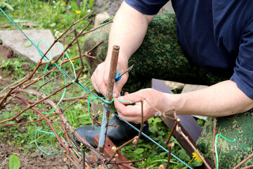 Male hands with a knife tying grapevine branches to an iron pole in a spring garden on a cloudy day - horizontal photo, male hands, close-up