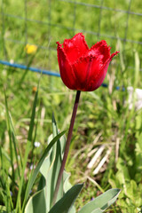 Red tulip flower with fringe on petal tips in grass on sunny spring day in garden - vertical color photo, close-up