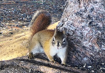 squirrel in the park