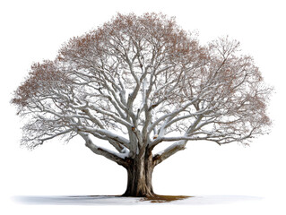 Fototapeta premium Bare Branches of Nature's Majesty: A majestic bare tree stands silhouetted, its sprawling branches reaching towards the heavens, a stark yet beautiful contrast against the muted backdrop of winter. 