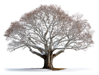 Bare Branches of Nature's Majesty: A majestic bare tree stands silhouetted, its sprawling branches reaching towards the heavens, a stark yet beautiful contrast against the muted backdrop of winter. 