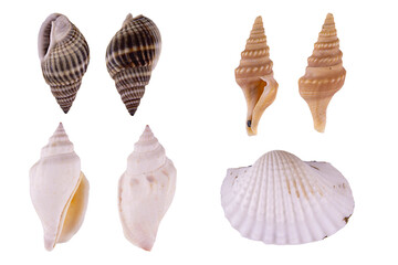 set of seashells isolated on transparent background. png image