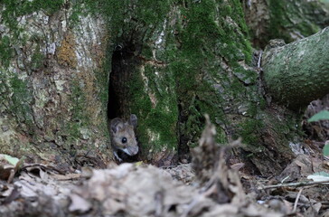 Naklejka premium Close-up tiny wood mouse (Apodemus sylvaticus) coming outside of a tiny burrow inside of a tree on the ground, peeking curiously outside.