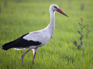 White stork (Ciconia ciconia) close-up portrait in grass wandering with beautiful backlight.