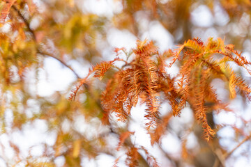 A tranquil lakeside sanctuary adorned with towering bald cypress trees in autumn hues. The reflections of the amber and orange foliage shimmer on the still water, creating a magical and serene