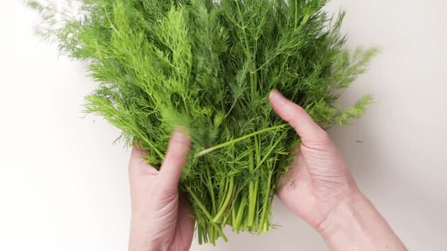 hands put green dill herbs on light surface top food