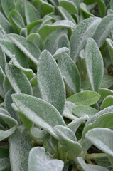 Obraz premium Silver carpet lambs ears, Stachys byzantina, Lamb’s Ears ,leaves background.Closeup photo.Gardening,growing ,planting concept.