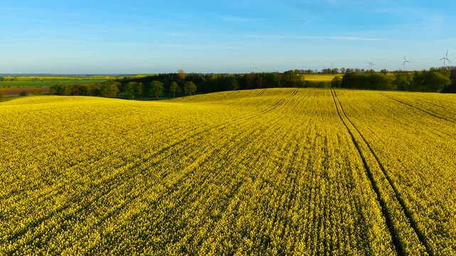 Rolling yellow rapeseed field covering hills supporting farming and agriculture growth. Blooming canola on undulating landscape enhancing field work and agricultural progress. Wavy flowering crop area