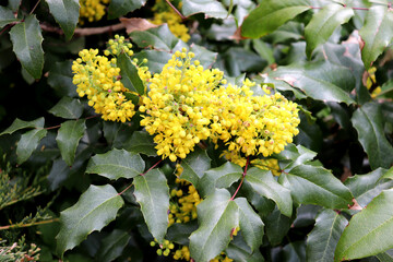 Yellow mahonia flowers on a flowerbed in a garden on a cloudy spring day in a garden - horizontal color photo, close-up