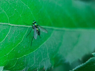 A long-legged fly from the genus Condylostylus. This fly is characterized by its metallic green or...