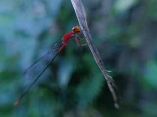 Damselflies, or Pseudagrion, are flying insects from the suborder Zygoptera within the order...