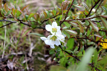 White flowers on a quince bush on a cloudy spring day in the garden - horizontal color photo, close-up