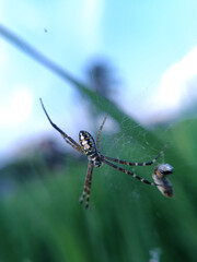 The spider in the image is likely from the genus Argiope, which is known for its distinctive web patterns and striking body coloration.

