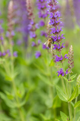 bright vertical photo of sage, beautiful purple blooming honey flowers of sage
