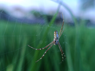 The spider in the image is likely from the genus Argiope, which is known for its distinctive web patterns and striking body coloration.