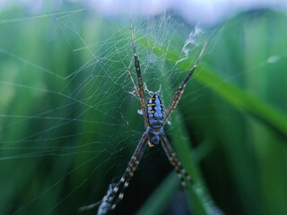 The spider in the image is likely from the genus Argiope, which is known for its distinctive web patterns and striking body coloration.