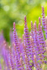 bright vertical photo of sage, beautiful purple blooming honey flowers of sage