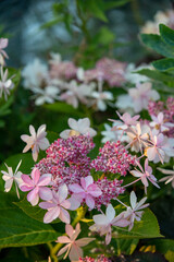 보라매공원 국제 꽃박람회