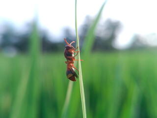 The image shows a wasp, possibly from the genus Ropalidia. Wasps are flying insects that belong to the order Hymenoptera, which also includes ants and bees.

