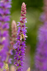 bright vertical photo of sage, beautiful purple blooming honey flowers of sage