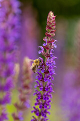 bright vertical photo of sage, beautiful purple blooming honey flowers of sage