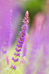 bright vertical photo of sage, beautiful purple blooming honey flowers of sage