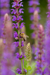 bright vertical photo of sage, beautiful purple blooming honey flowers of sage