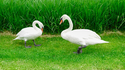 Elegant swan grazing in a fresh green park full of sunlight and peace