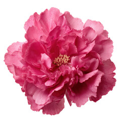 Stunning Pink Peony, Detailed Floral Art , PNG isolated cut out image