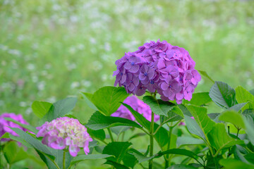 梅雨の晴れ間の日差しに咲く紫陽花